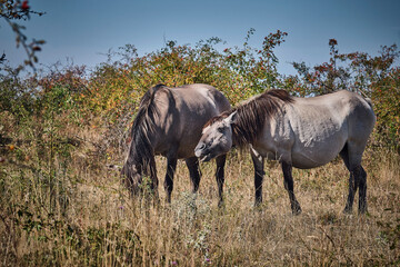 Koniks polski weiden auf der Naturerbefläche Rödel bei Freyburg.