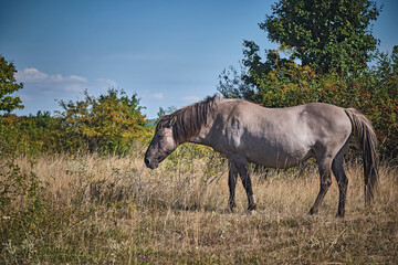 Koniks polski weiden auf der Naturerbefläche Rödel bei Freyburg.