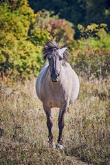 Koniks polski weiden auf der Naturerbefläche Rödel bei Freyburg.