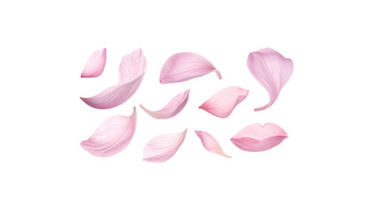 Obraz premium Pink rose petals on a white background