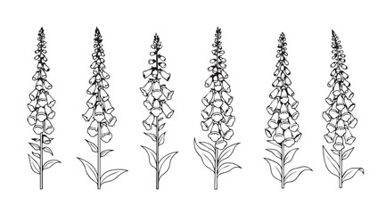 Detailed line art illustration of six foxglove flower stalks in silhouette © Tanvir