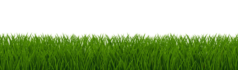 Fototapeta premium Green Grass Border Isolated White Background