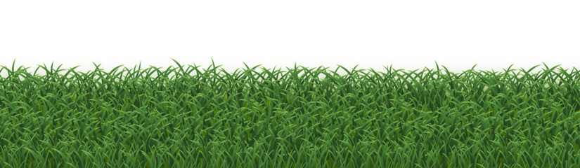 Green Grass Panorama Isolated White Background