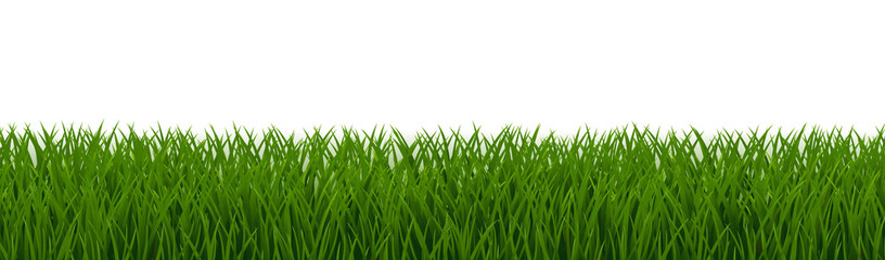 Green Grass Border Isolated White Background