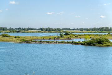 De Wissen-Negenoord natural area, part of flood accomodation measures (room for the river) along the  Meuse river near Stokkem, Belgium. Konik horses grazing. © Roel