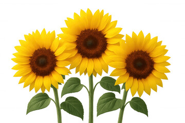 Fototapeta premium Vibrant sunflowers displaying bright yellow petals and rich brown centers, standing with verdant green leaves on clean transparent backdrop