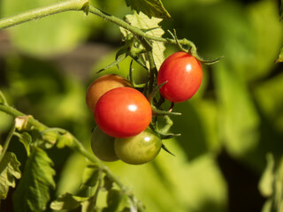 Cluster of Ripening Cherry Tomatoes on Vine