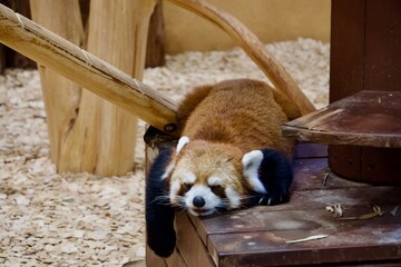 寝ているレッサーパンダ