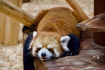 寝ているレッサーパンダ