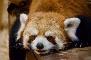 寝ているレッサーパンダ