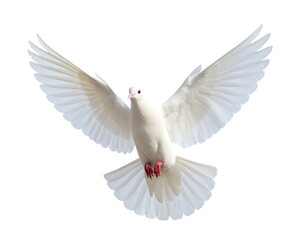 Fototapeta premium White dove in flight against a plain background