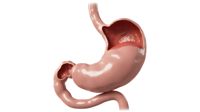Detailed human stomach anatomy visualization showcases healthy digestion process beautifully