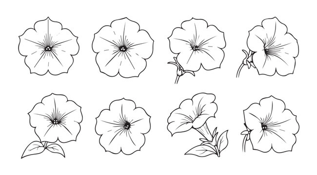 Collection of eight delicate petunia flower outlines in a sketch silhouette style