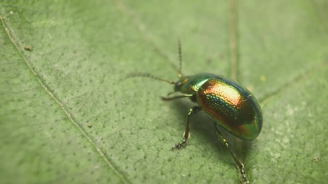 Extreme close-up of the dead-nettle leaf beetle (Chrysolina fastuosa), crawling in its natural habitat.Vilnius, Lithuania &ndash; September 15, 2025. 