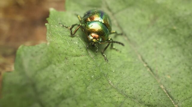 Close-up of the dead-nettle leaf beetle (Chrysolina fastuosa), also known as the splendid leaf beetle. It is found throughout Europe to Central Asia.Vilnius, Lithuania &ndash; September 15, 2025. 
