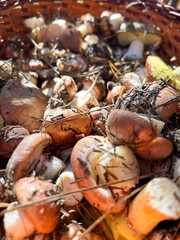 Basket full of freshly picked wild mushrooms displaying earthy tones