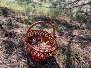 Wicker basket brimming with freshly foraged mushrooms in a pine forest