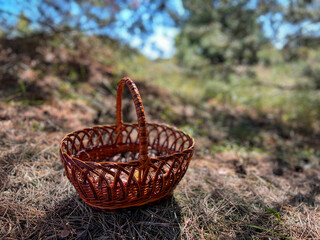 Wicker basket lying on the ground in a pine forest