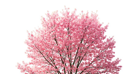 A flourishing tree adorned with vibrant pink blossoms isolated on a clean white background, symbolizing the beauty of springtime nature