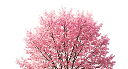 A flourishing tree adorned with vibrant pink blossoms isolated on a clean white background, symbolizing the beauty of springtime nature