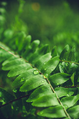Dark and rainy morning, raindrops and ferns, close up