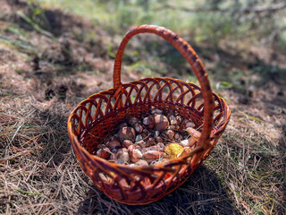 Wicker basket brimming with freshly foraged mushrooms in a pine forest