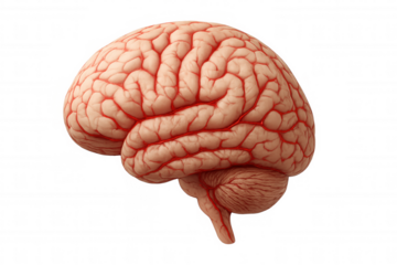 Highly detailed human brain illustration showcasing the intricate folds and structures, set against a transparent background for versatile use