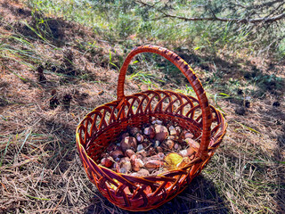 Wicker basket overflowing with freshly foraged mushrooms in a pine forest