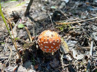 Fly agaric mushroom growing in pine needles and moss
