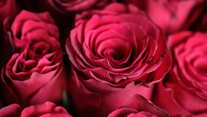 Delicate red roses bloom in a stunning arrangement, their velvety petals revealing intricate layers, illuminated softly by the gentle morning sunlight in a garden