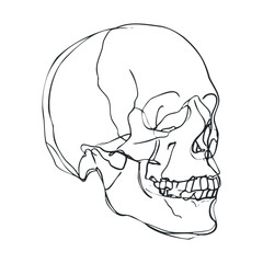 A line drawing of a human skull from the side.