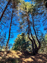 Dancing pines reaching for the blue sky in a sunny forest