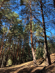 Pine forest floor covered in dried needles on sunny day