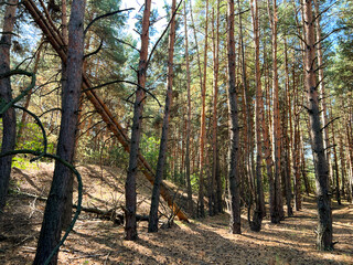 Fallen pine tree creating path through forest on sunny day