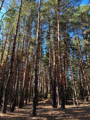 Tall pine trees creating scenic forest landscape on sunny day