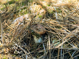 Wild mushroom growing in pine needles in forest