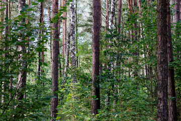 Fototapeta premium Sunlight dances through the tall trees, casting playful shadows on the forest floor. Lush greenery surrounds the sturdy trunks, creating a serene and vibrant atmosphere