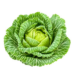Vibrant green head of fresh savoy cabbage with textured leaves, isolated on a clean white background for culinary concepts