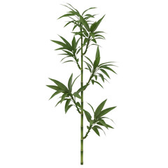 Obraz premium Green bamboo plant stem with leaves isolated on transparent background