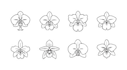 Collection of eight delicate orchid flower line drawings silhouette © Tanvir