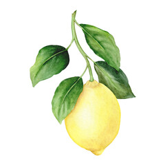 Lemon branch with fruits and leaves. isolated hand drawn watercolor illustration. design of menus, packaging, cosmetics, textiles, postcards.