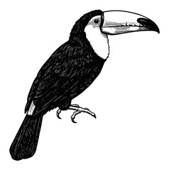 Toucan Full Body Black and White Outline Line Art Drawing Vintage Engraving Style Side View