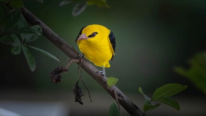 A flicker of gold in the forest&rsquo;s hush&mdash;nature&rsquo;s quiet brilliance.