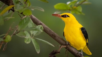 Where shadows speak and sunlight listens, the golden oriole waits.