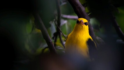 The forest wears its crown in feathers.