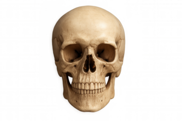 Frontal view of a human skull isolated on transparent background, perfect for anatomical studies, halloween projects, or any design needing a touch of macabre