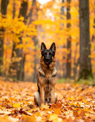 A German shepherd standing tall among orange autumn trees while fallen leaves cascade around the forest ground.