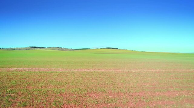Drone flight over huge wheat planted field, beautiful bright autumn day