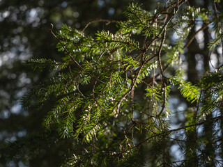 Sunlight Illuminates Pine Needles In Forest