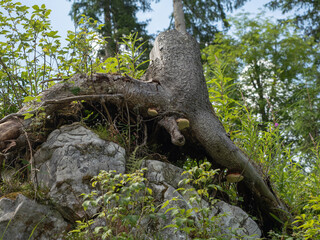 Forest Floor Scene With Exposed Tree Root shaped like a male sexual organ